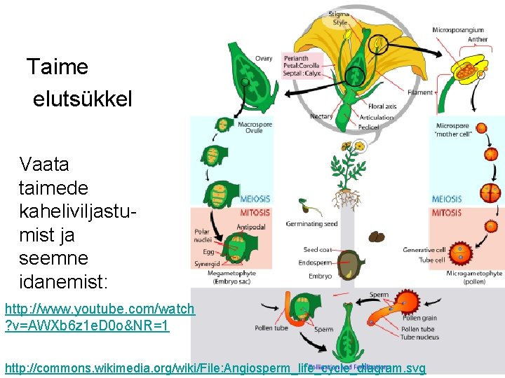 Taime elutsükkel Vaata taimede kaheliviljastumist ja seemne idanemist: http: //www. youtube. com/watch ? v=AWXb