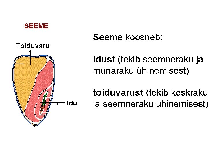 SEEME Seeme koosneb: Toiduvaru idust (tekib seemneraku ja munaraku ühinemisest) Idu toiduvarust (tekib keskraku