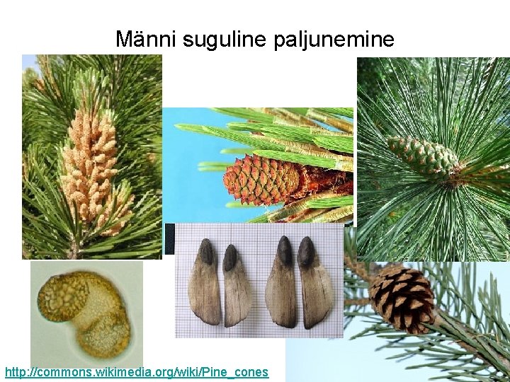 Männi suguline paljunemine http: //commons. wikimedia. org/wiki/Pine_cones 