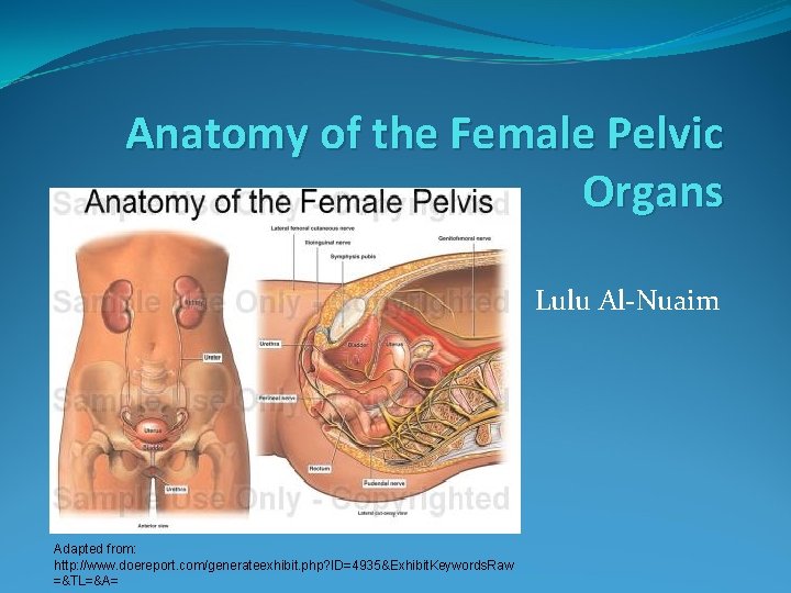 Anatomy Of The Female Pelvic Organs Lulu Alnuaim