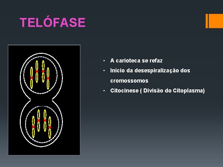 TELÓFASE • A carioteca se refaz • Inicio da desespiralização dos cromossomos • Citocinese