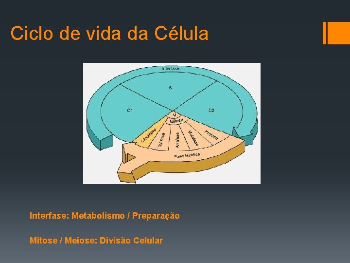 Ciclo de vida da Célula Interfase: Metabolismo / Preparação Mitose / Meiose: Divisão Celular