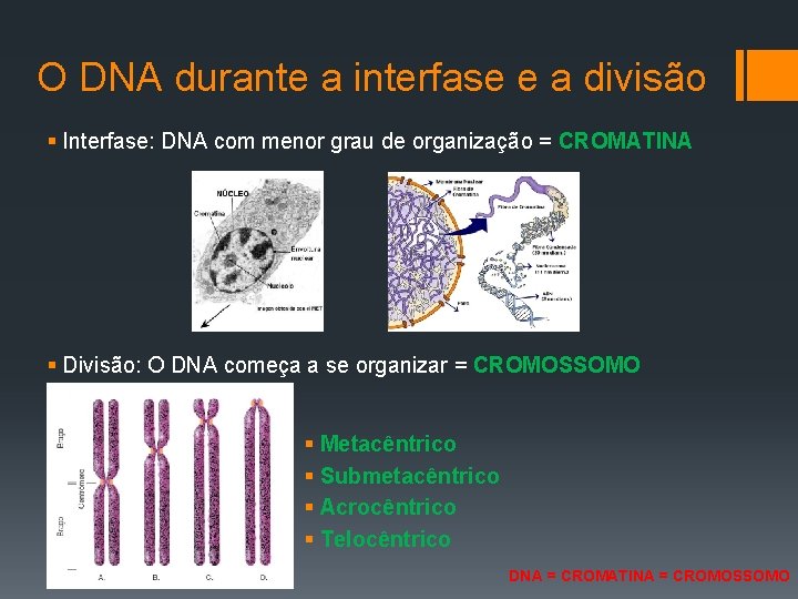 O DNA durante a interfase e a divisão § Interfase: DNA com menor grau