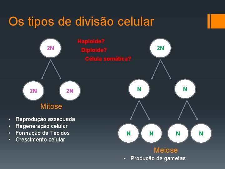 Os tipos de divisão celular Haploide? 2 N 2 N Diploide? Célula somática? 2