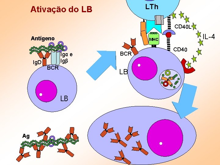 LTh Ativação do LB CD 40 L Antígeno Ig. D . Ag IL-4 MHC