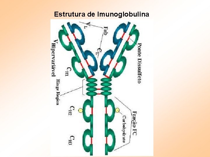 Estrutura de Imunoglobulina 