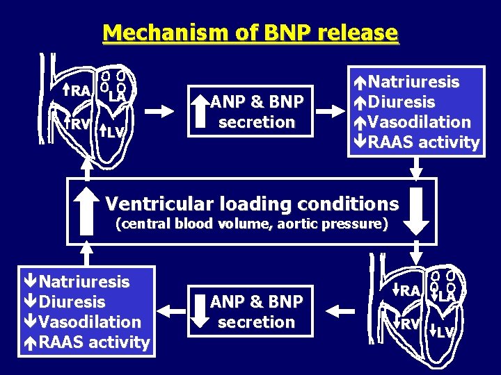 Mechanism of BNP release RA RV LA LV ANP & BNP secretion éNatriuresis éDiuresis