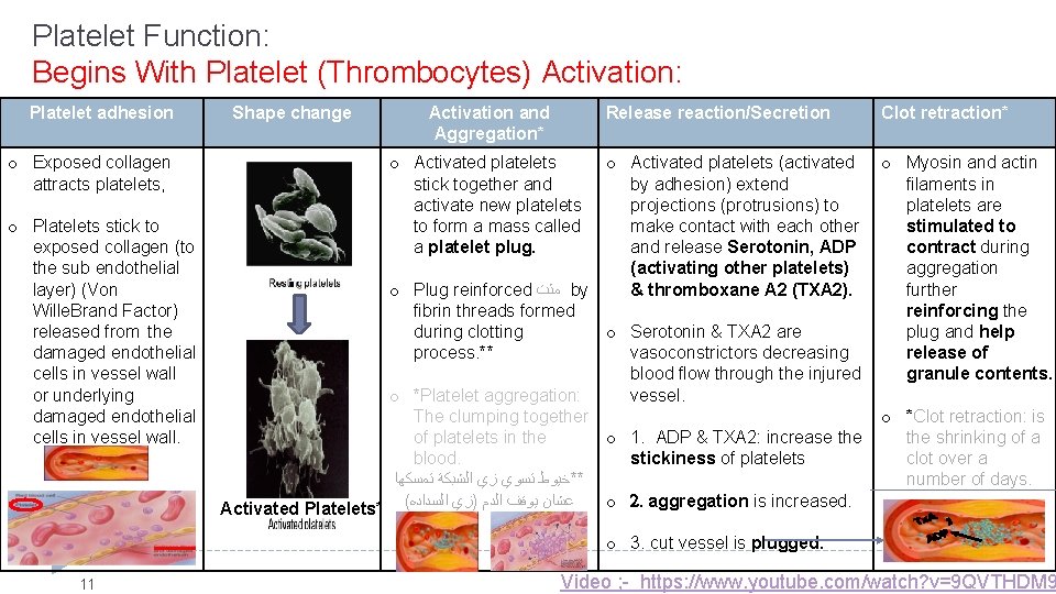  Platelet Function: Begins With Platelet (Thrombocytes) Activation: Platelet adhesion o Exposed collagen attracts