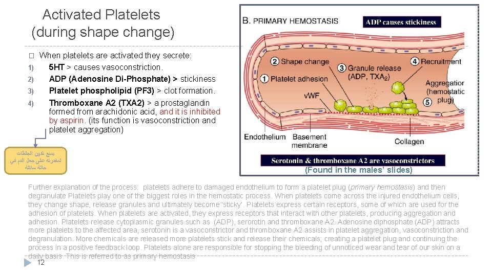 Activated Platelets (during shape change) When platelets are activated they secrete: 1) 5 HT