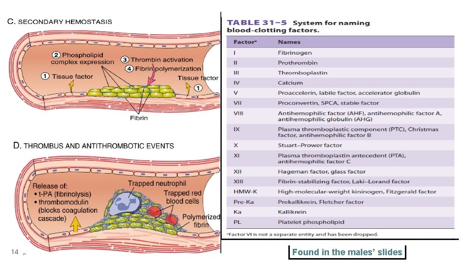 14 Found in the males’ slides 