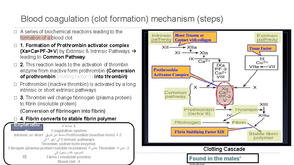 Blood coagulation (clot formation) mechanism (steps) � A series of biochemical reactions leading to