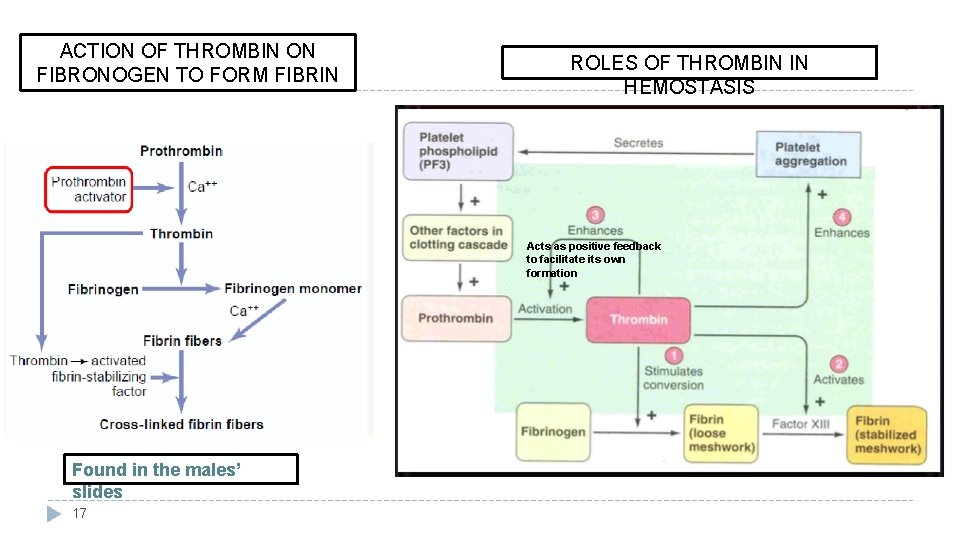 ACTION OF THROMBIN ON FIBRONOGEN TO FORM FIBRIN ROLES OF THROMBIN IN HEMOSTASIS Acts