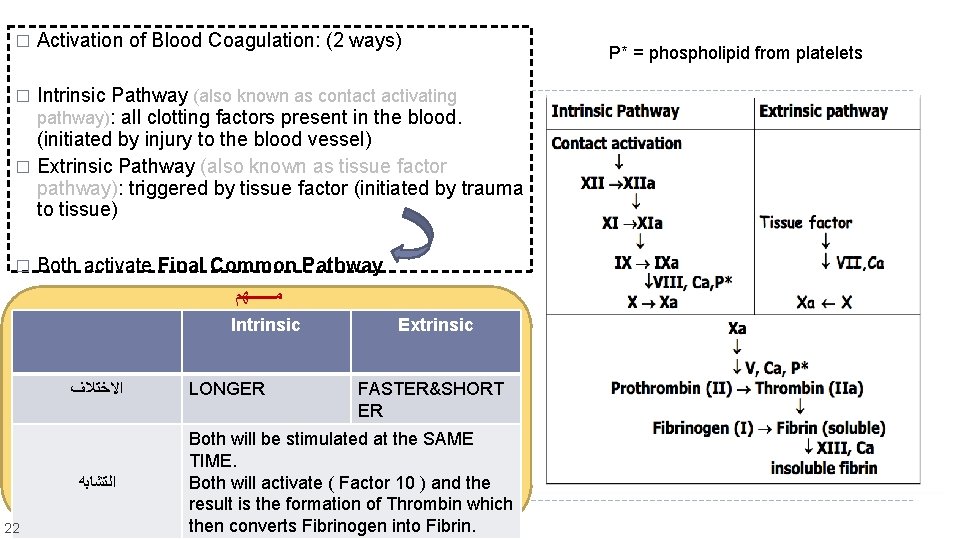 � Activation of Blood Coagulation: (2 ways) Intrinsic Pathway (also known as contact activating