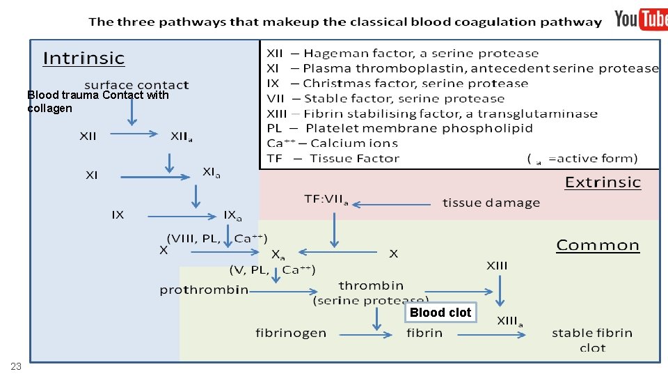 Blood trauma Contact with collagen Blood clot 23 