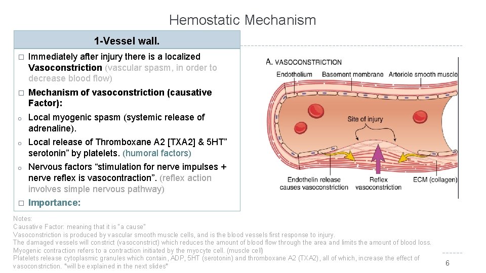 Hemostatic Mechanism 1 -Vessel wall. � Immediately after injury there is a localized Vasoconstriction