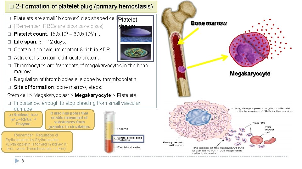 � 2 -Formation of platelet plug (primary hemostasis) � Platelets are small “biconvex” disc