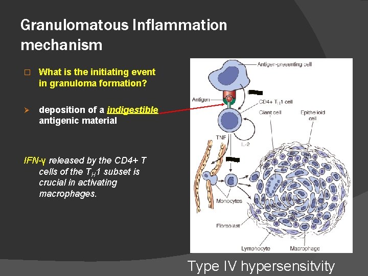 Granulomatous Inflammation mechanism � What is the initiating event in granuloma formation? Ø deposition