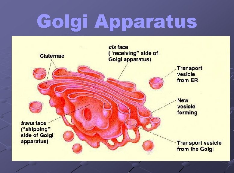 Golgi Apparatus Looks like a stack of plates Stores, modifies and packages proteins Molecules