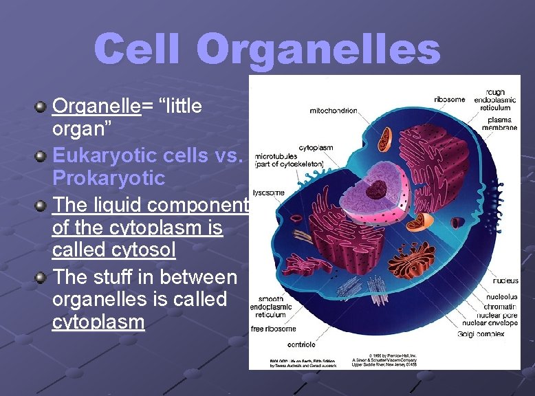 Cell Organelles Organelle= “little organ” Eukaryotic cells vs. Prokaryotic The liquid component of the