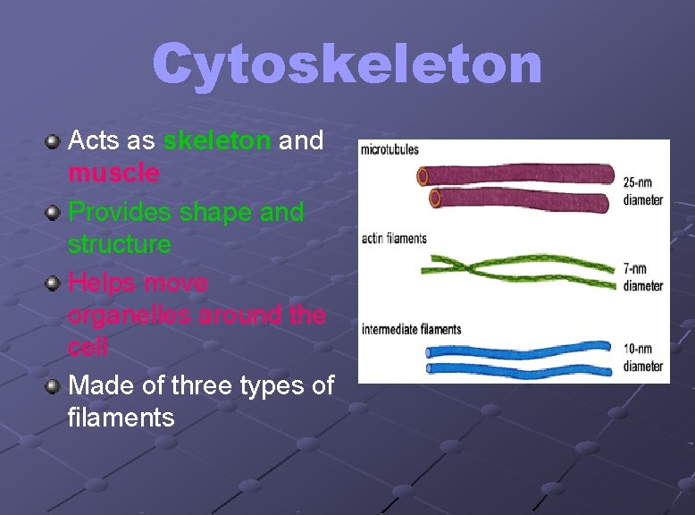 Cytoskeleton Acts as skeleton and muscle Provides shape and structure Helps move organelles around