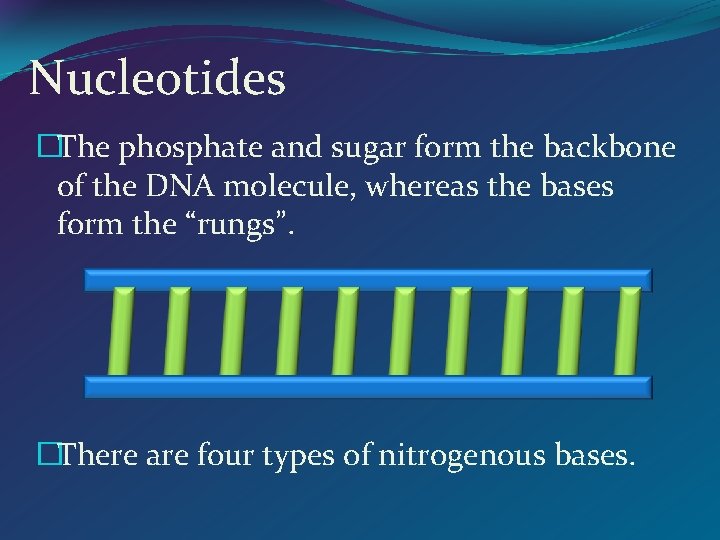 Nucleotides �The phosphate and sugar form the backbone of the DNA molecule, whereas the