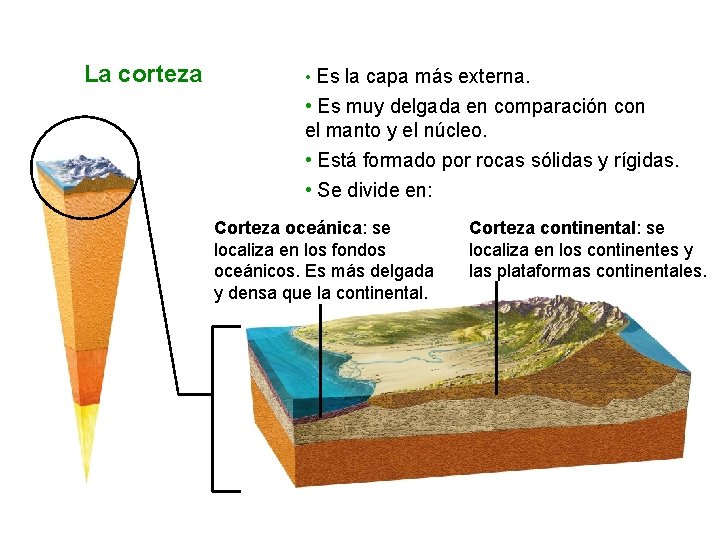 La corteza • Es la capa más externa. • Es muy delgada en comparación