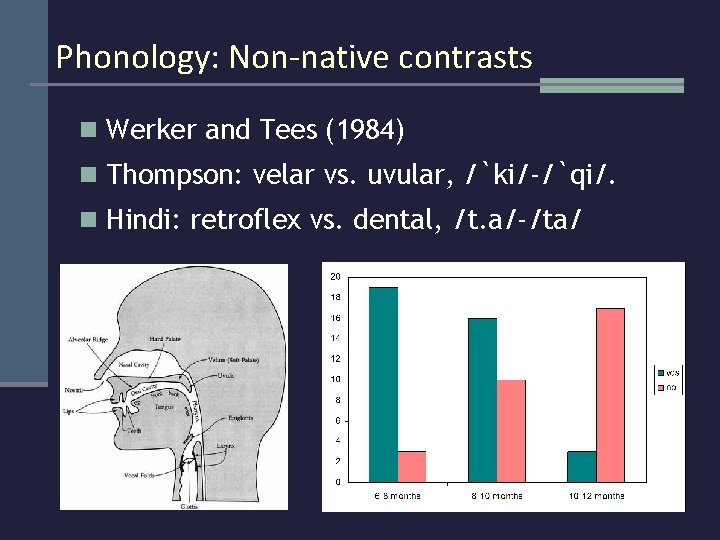 Phonology: Non-native contrasts n Werker and Tees (1984) n Thompson: velar vs. uvular, /`ki/-/`qi/.
