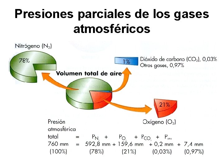 Presiones parciales de los gases atmosféricos 