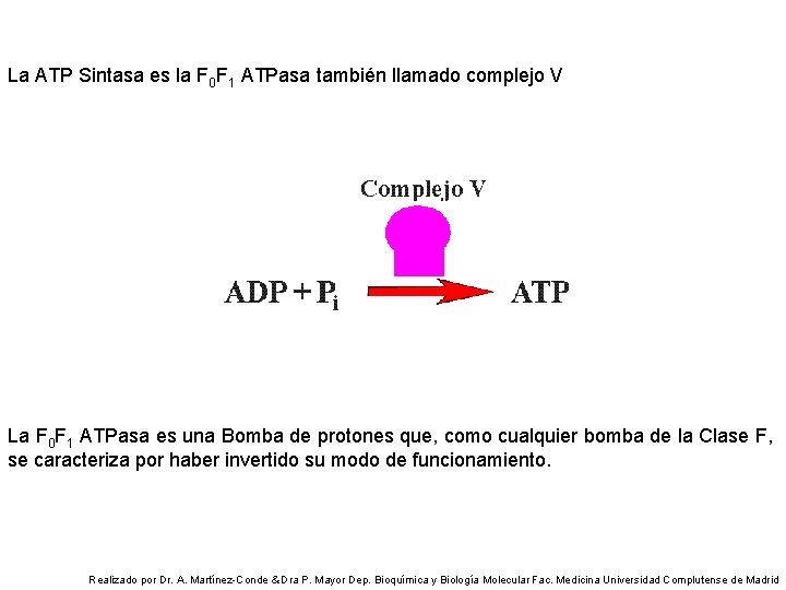 La ATP Sintasa es la F 0 F 1 ATPasa también llamado complejo V