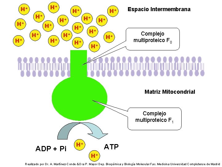 H+ H+ H+ H+ Espacio Intermembrana H+ H+ Complejo multiproteico F 0 Matriz Mitocondrial