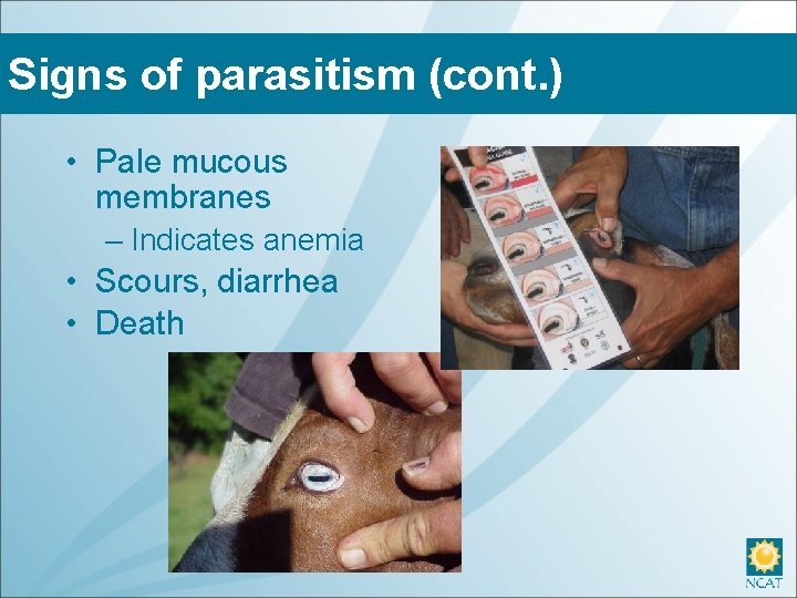 Signs of parasitism (cont. ) • Pale mucous membranes – Indicates anemia • Scours,