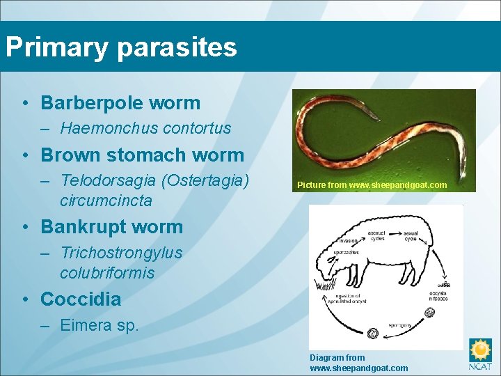 Primary parasites • Barberpole worm – Haemonchus contortus • Brown stomach worm – Telodorsagia