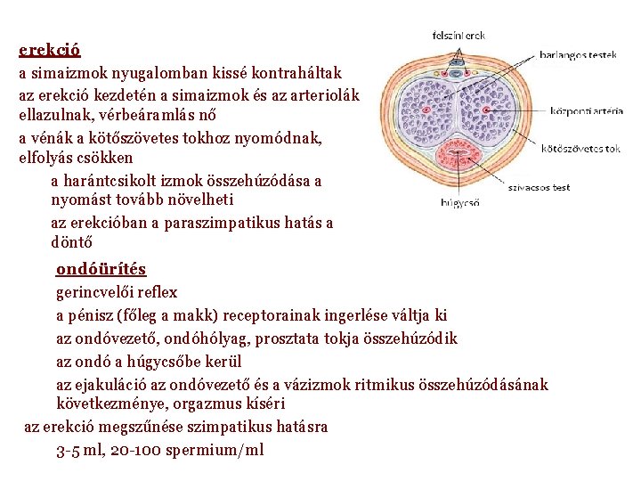 petesejtek az erekció során)