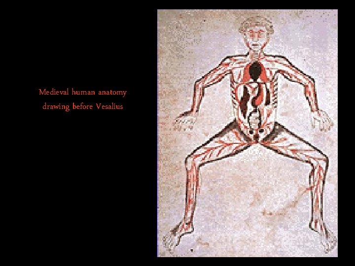 Medieval human anatomy drawing before Vesalius 