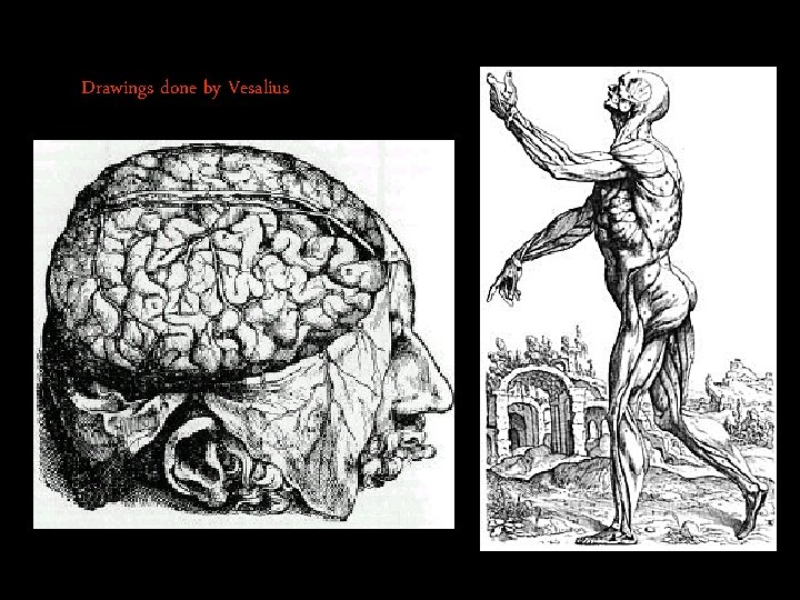 Drawings done by Vesalius 