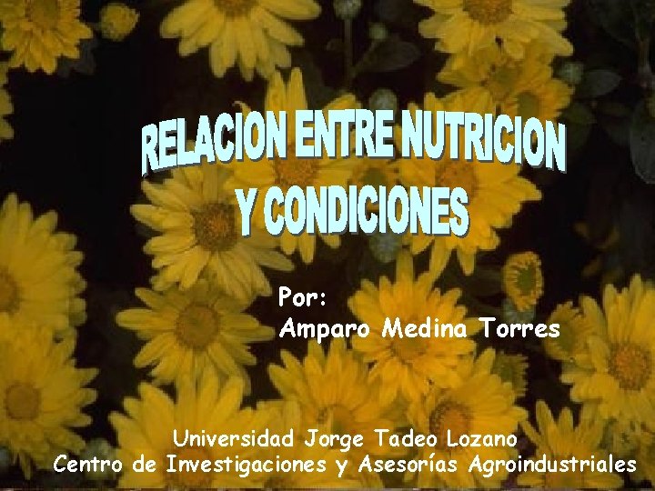Por: Amparo Medina Torres Universidad Jorge Tadeo Lozano Centro de Investigaciones y Asesorías Agroindustriales