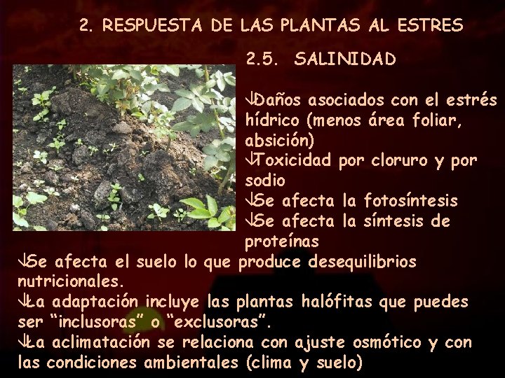 2. RESPUESTA DE LAS PLANTAS AL ESTRES 2. 5. SALINIDAD âDaños asociados con el