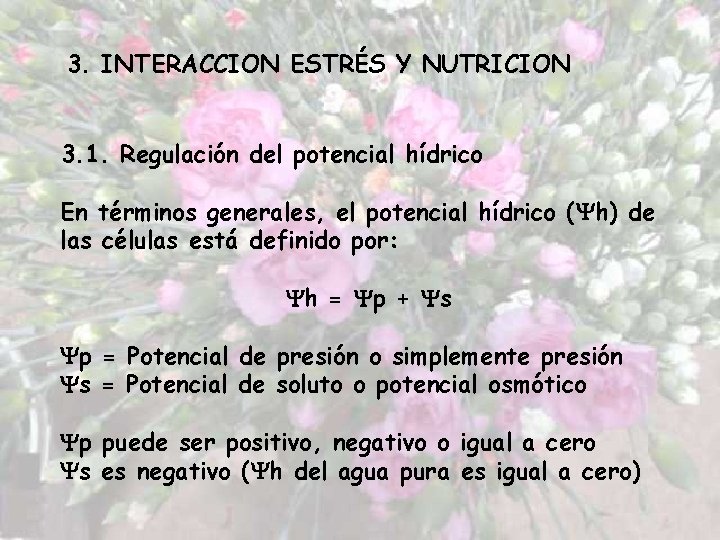 3. INTERACCION ESTRÉS Y NUTRICION 3. 1. Regulación del potencial hídrico En términos generales,