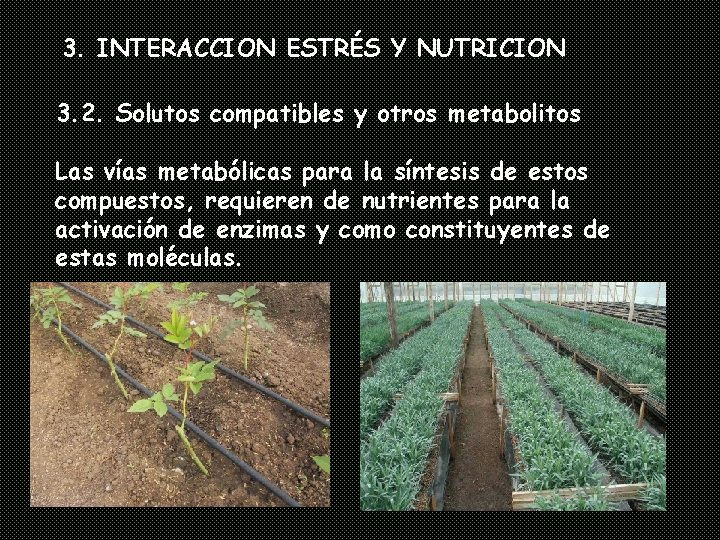 3. INTERACCION ESTRÉS Y NUTRICION 3. 2. Solutos compatibles y otros metabolitos Las vías