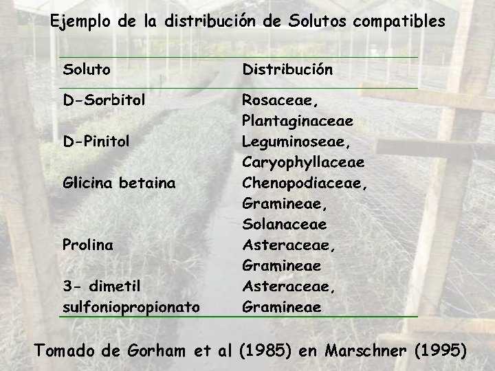 Ejemplo de la distribución de Solutos compatibles Tomado de Gorham et al (1985) en