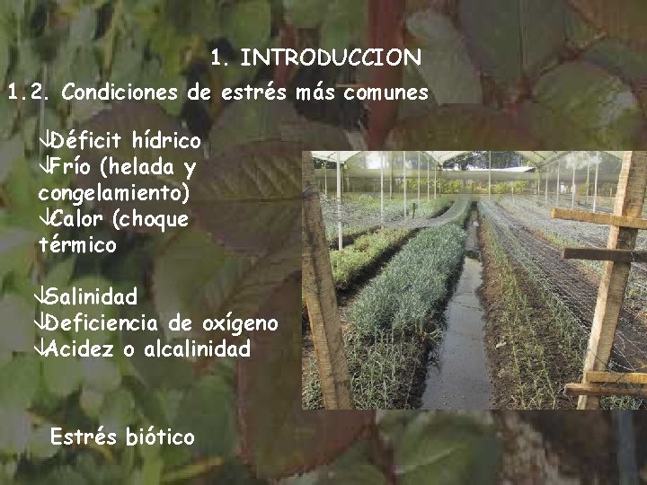 1. INTRODUCCION 1. 2. Condiciones de estrés más comunes âDéficit hídrico âFrío (helada y