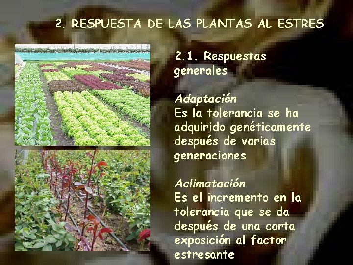 2. RESPUESTA DE LAS PLANTAS AL ESTRES 2. 1. Respuestas generales Adaptación Es la