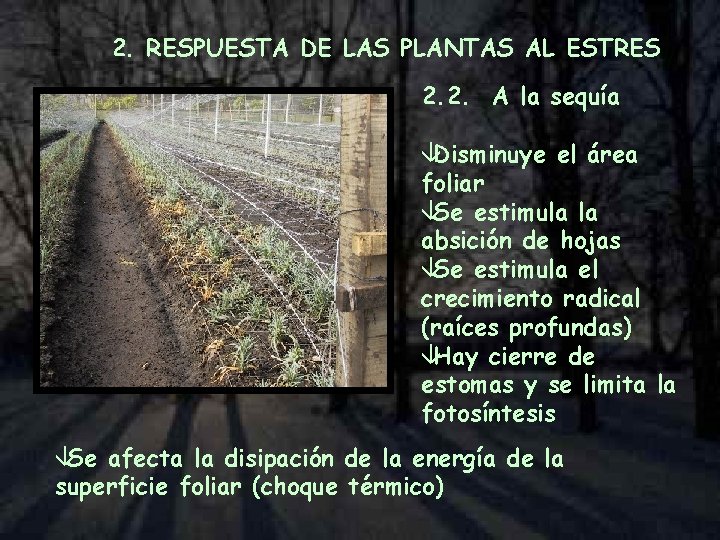 2. RESPUESTA DE LAS PLANTAS AL ESTRES 2. 2. A la sequía âDisminuye el
