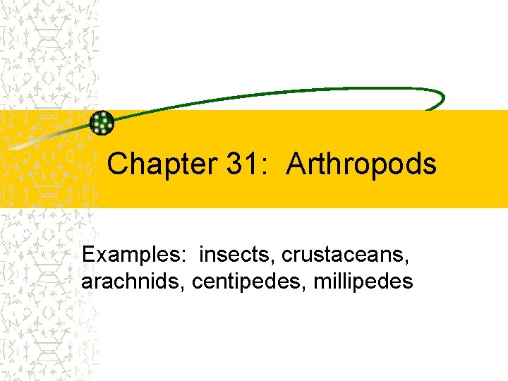 Chapter 31: Arthropods Examples: insects, crustaceans, arachnids, centipedes, millipedes 