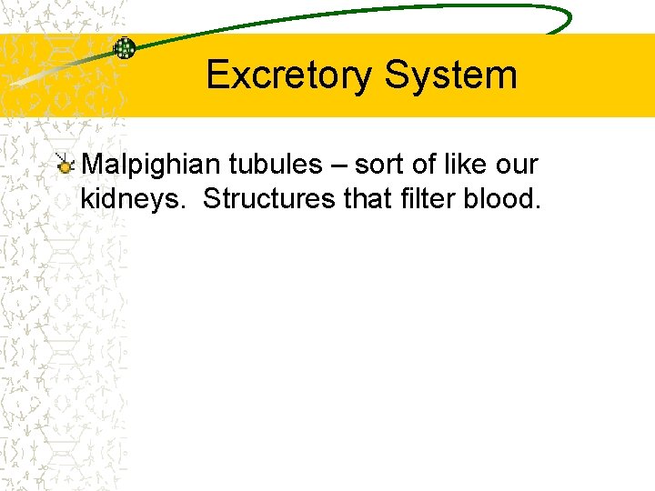 Excretory System Malpighian tubules – sort of like our kidneys. Structures that filter blood.