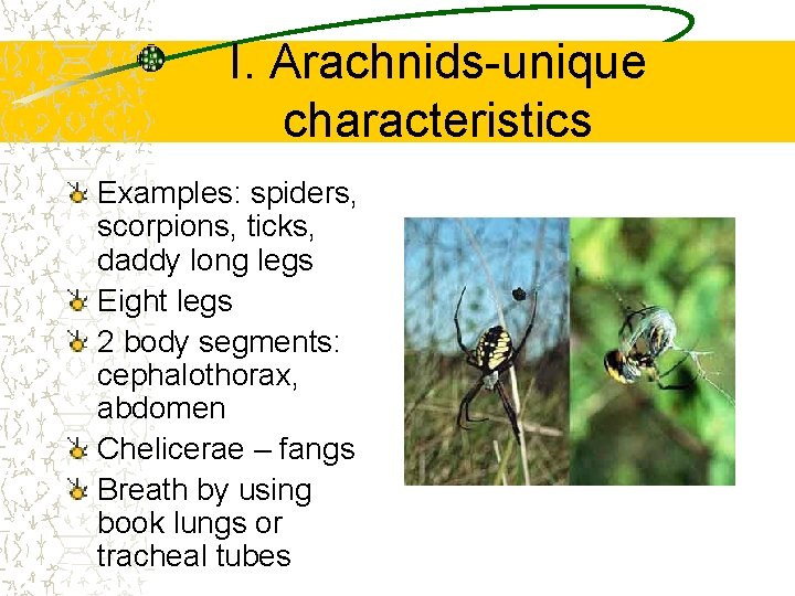 I. Arachnids-unique characteristics Examples: spiders, scorpions, ticks, daddy long legs Eight legs 2 body