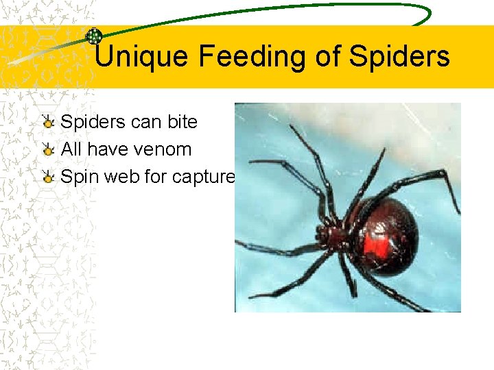 Unique Feeding of Spiders can bite All have venom Spin web for capture 