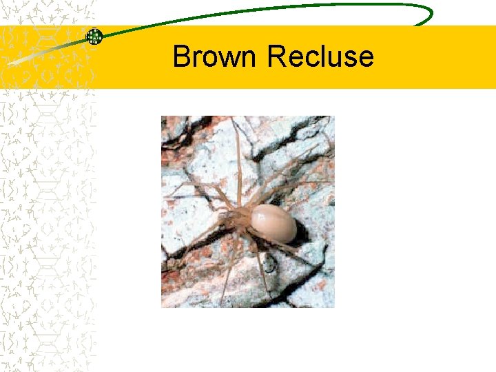 Brown Recluse 