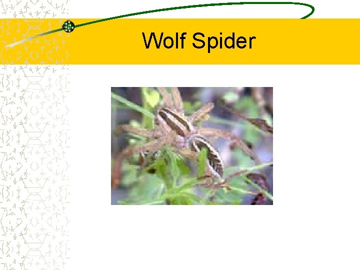 Wolf Spider 