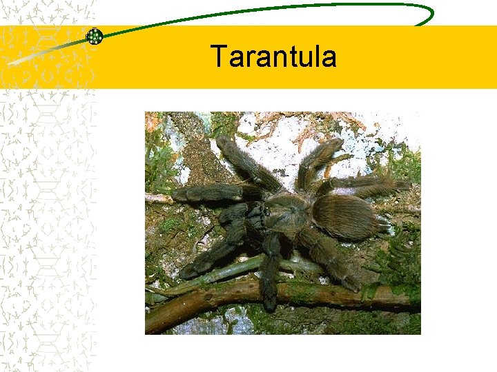 Tarantula 